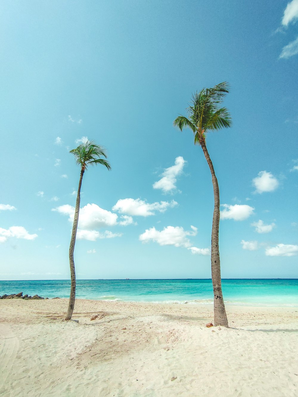 palm trees on beach during daytime