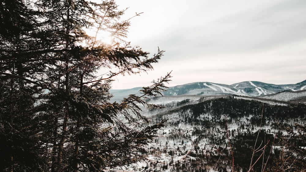 snow covered trees and mountains during daytime