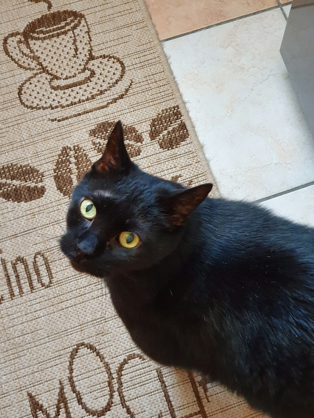 black cat on brown rug