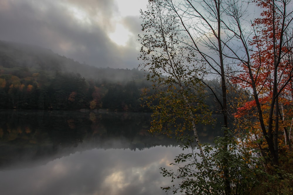 green trees near body of water under cloudy sky during daytime