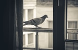 Close-up of a sturdy pigeon net securely installed on a balcony railing.