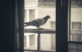 Technician from Junia Safety Nets carefully fitting a pigeon net on a window frame in nagarbhavi