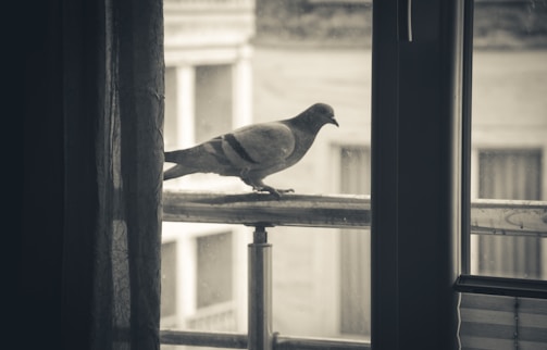 Technician carefully installing a pigeon net on a balcony railing.