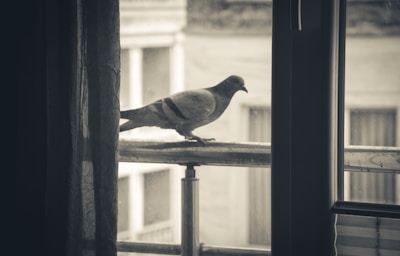 Close-up of a sturdy pigeon net securely installed on a balcony railing.