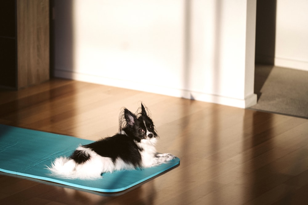 black and white cat on blue and white rectangular tray