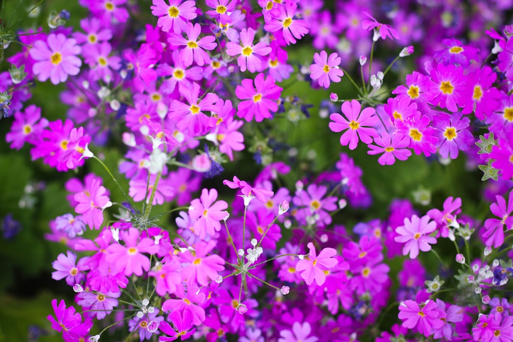 purple flowers with green leaves