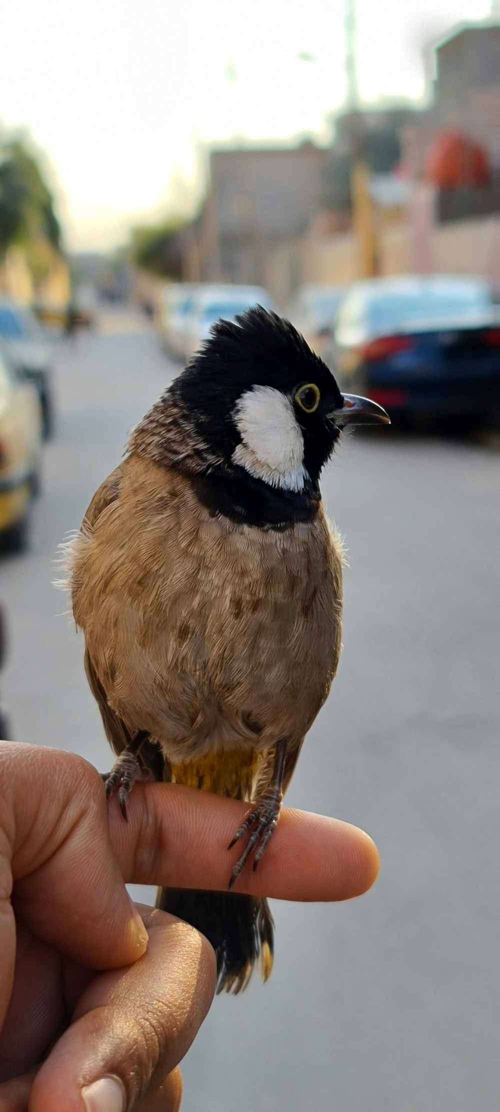 brown and black bird on persons hand