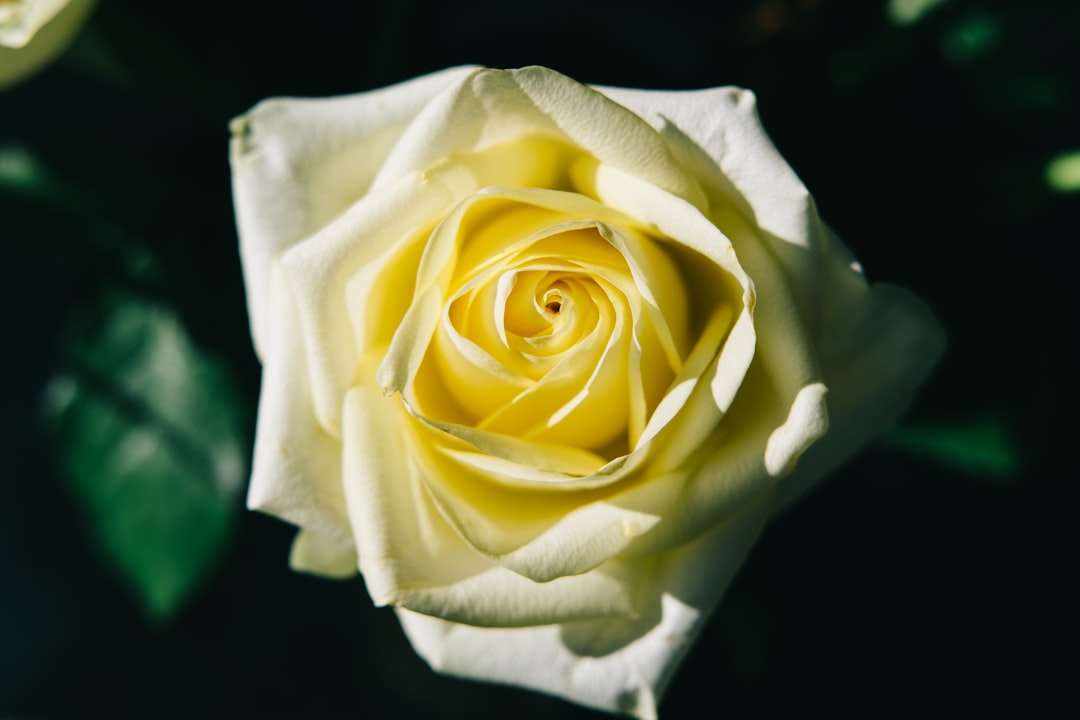 white rose in bloom close up photo