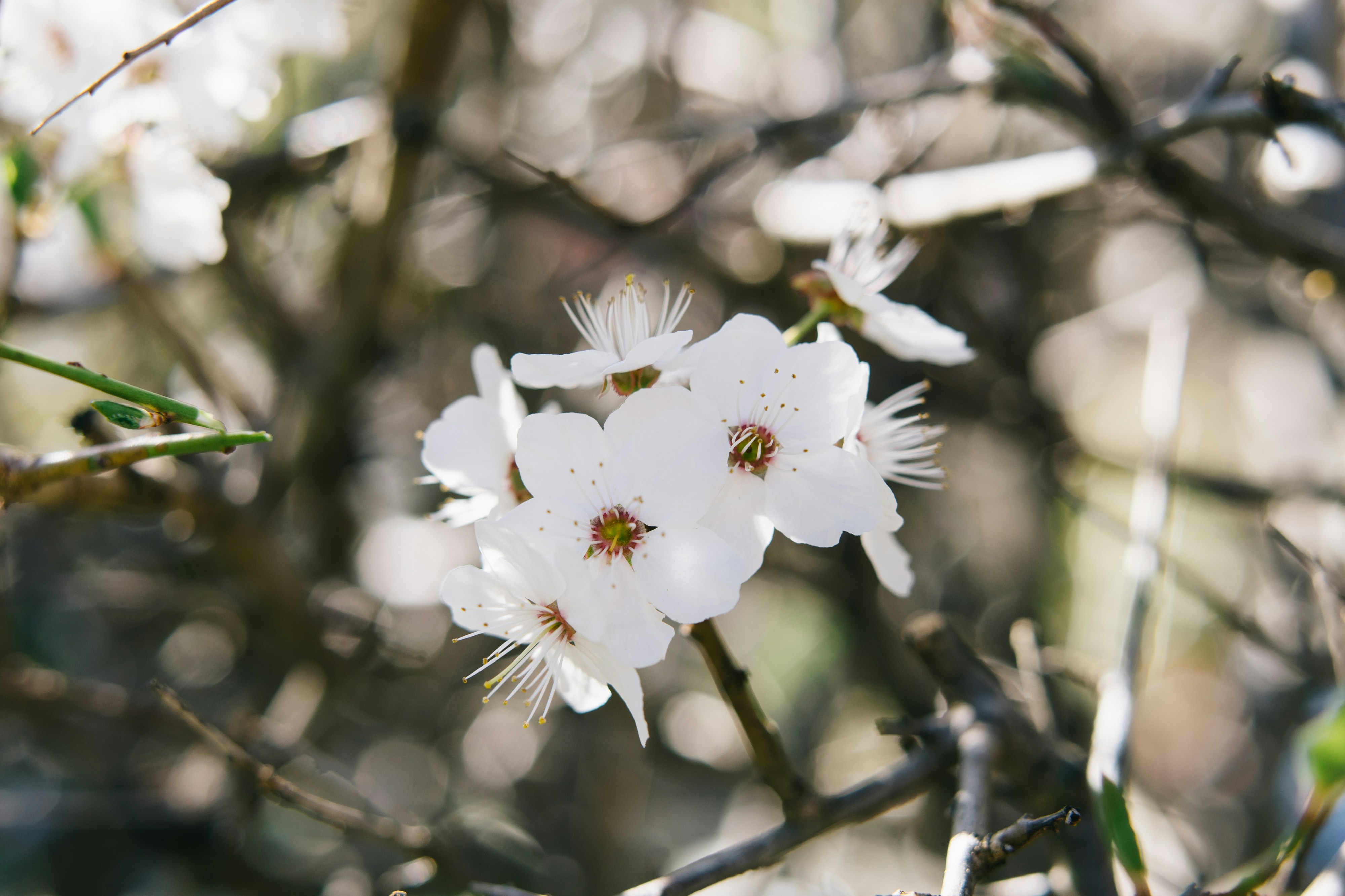 Photo by markuswinkler