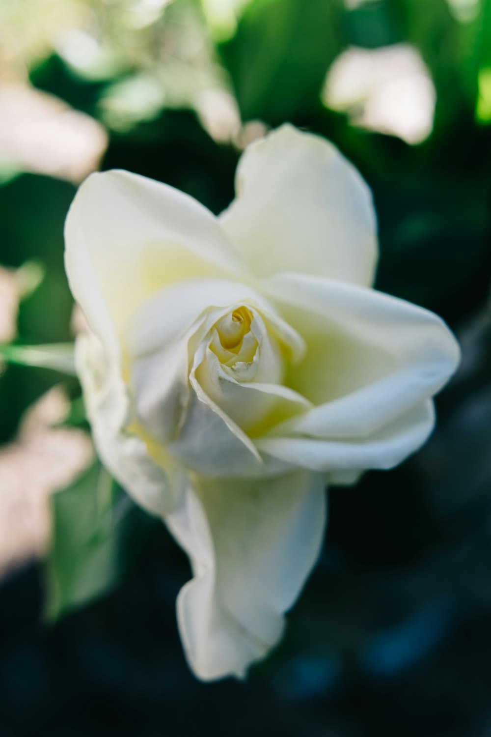 rosa blanca en flor durante el día