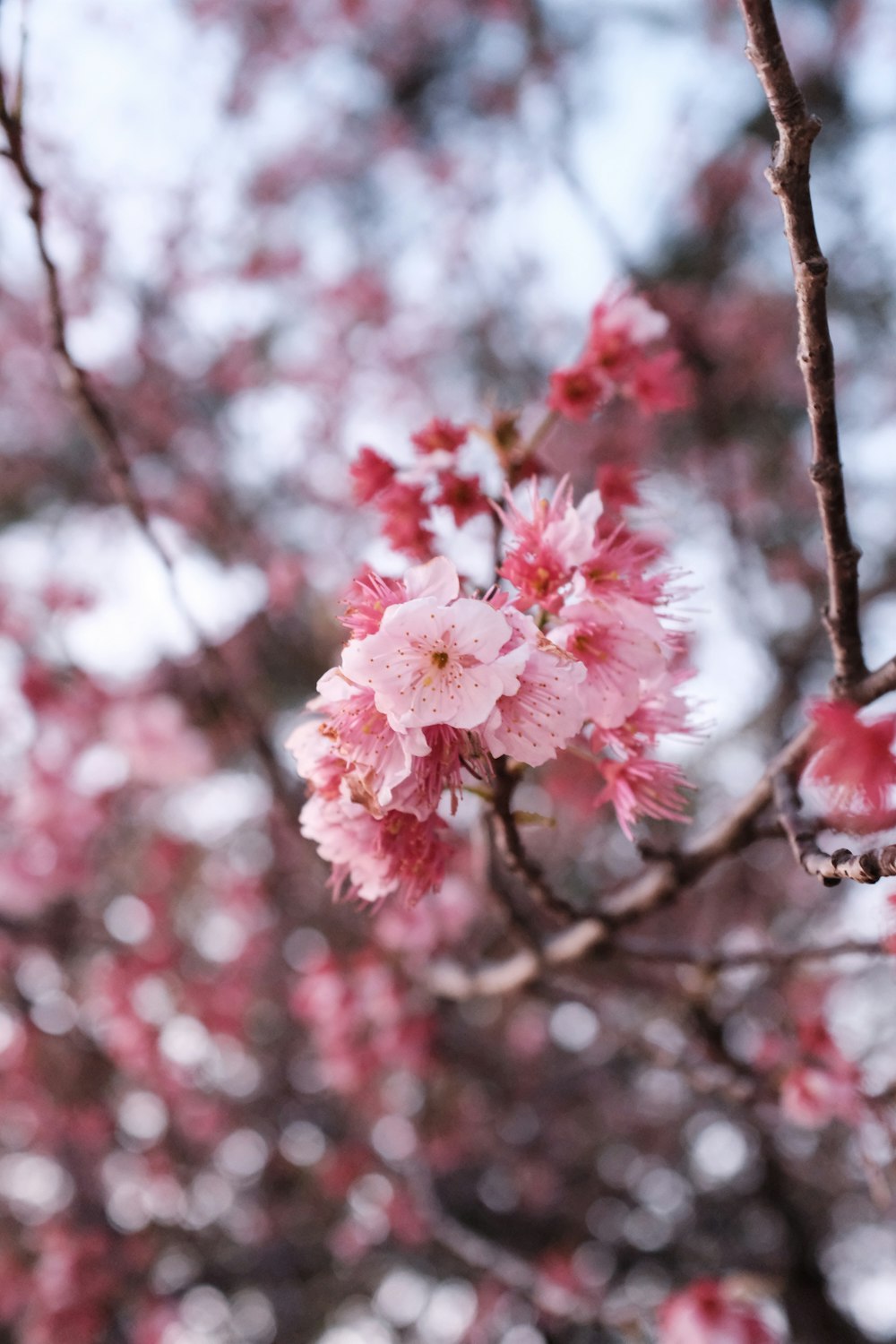 pink cherry blossom in close up photography