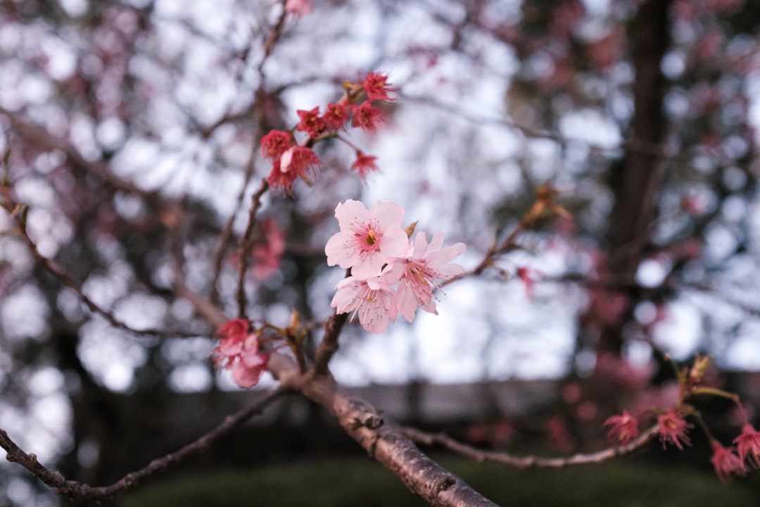 pink cherry blossom in close up photography