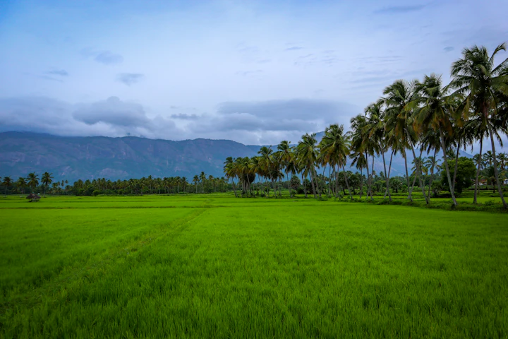 Green paddy under a line of coconut palms in inland Kerala