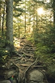 A forest path is surrounded by tall trees with sunlight streaming through the branches. The ground is uneven, covered in exposed tree roots and patches of moss. The atmosphere feels serene and natural, with dense greenery all around.