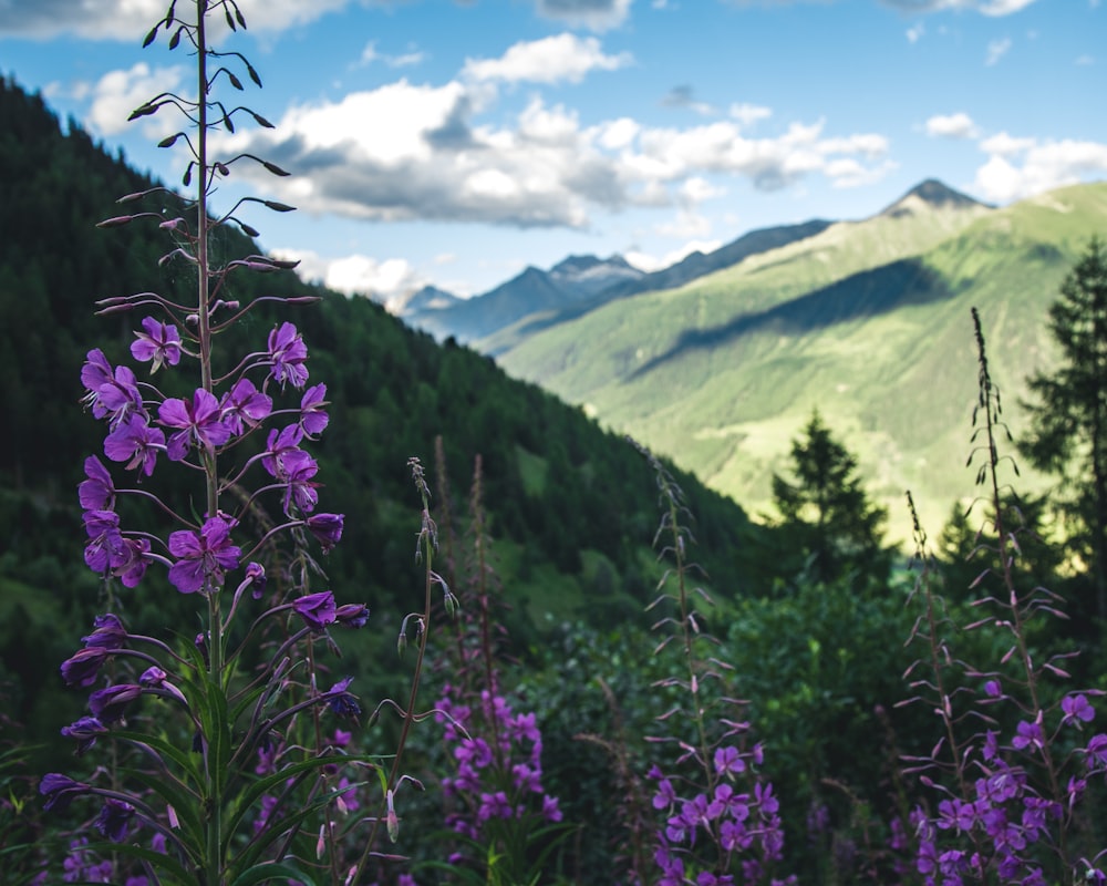 purple flowers near green mountains during daytime