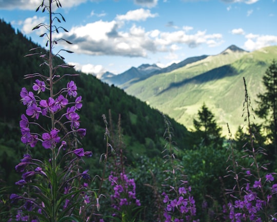 purple flowers near green mountains during daytime in Fiesch Switzerland