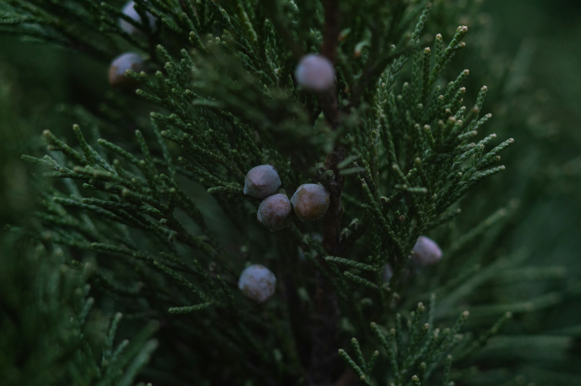 purple round fruits on green grass