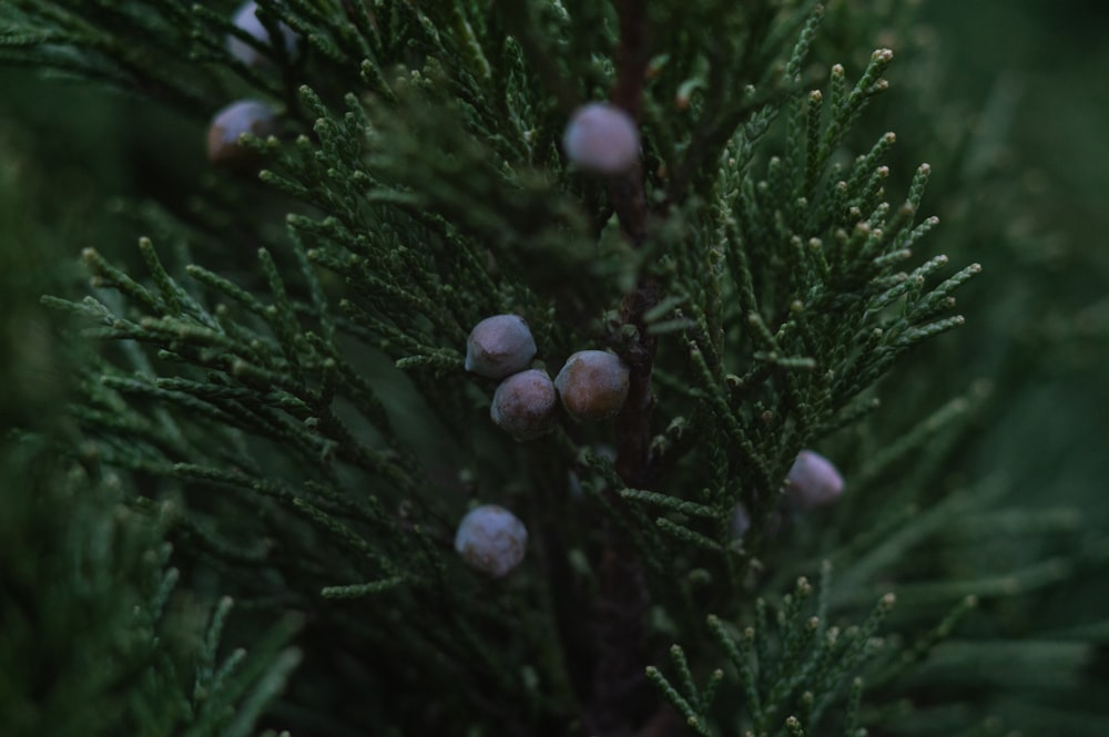 purple round fruits on green grass