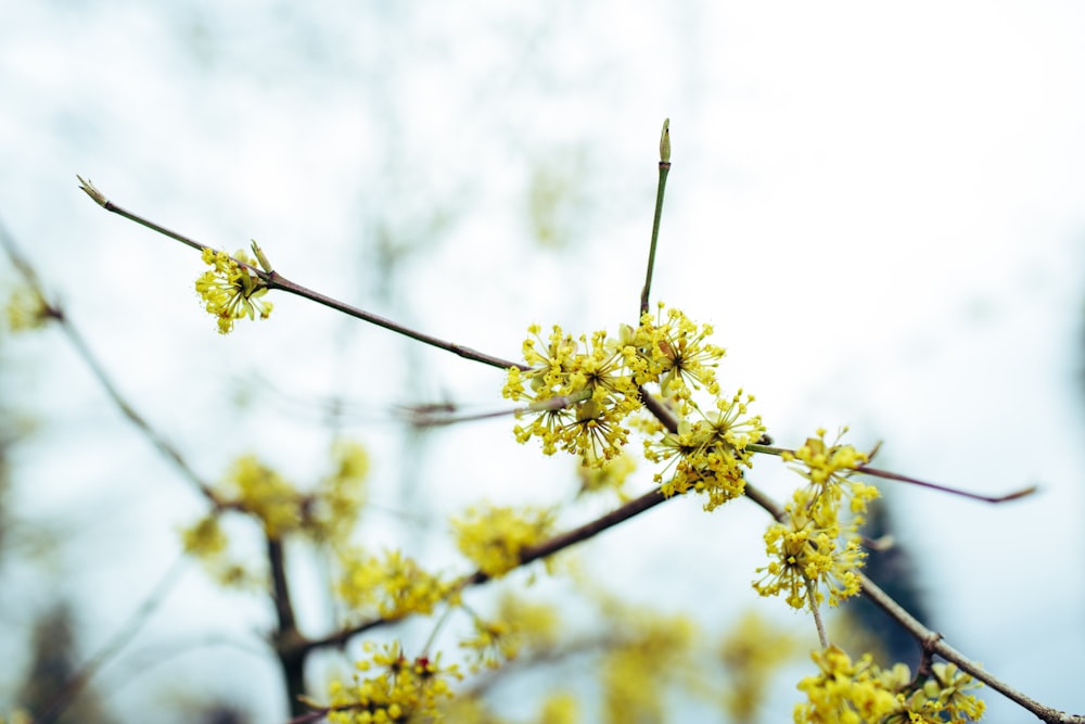 yellow flower in tilt shift lens