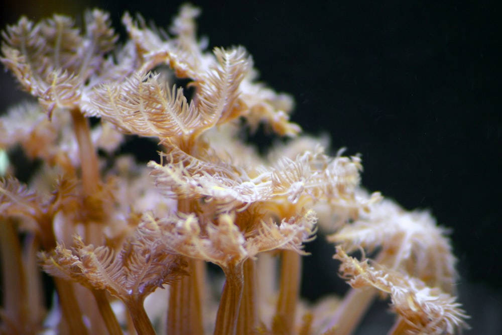 white and brown plant in close up photography