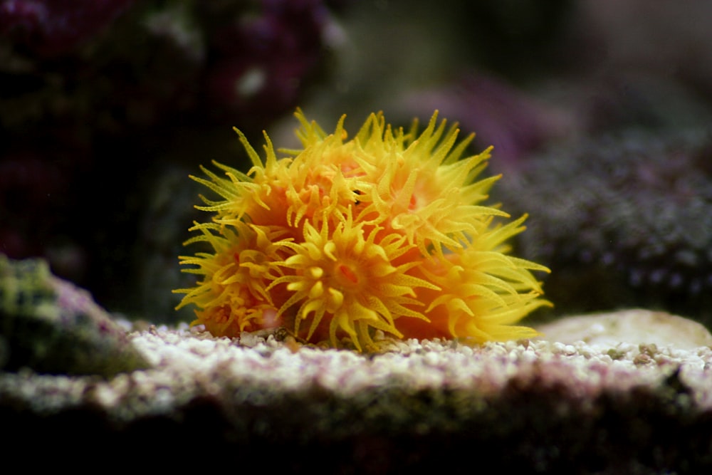 yellow and white sea creature