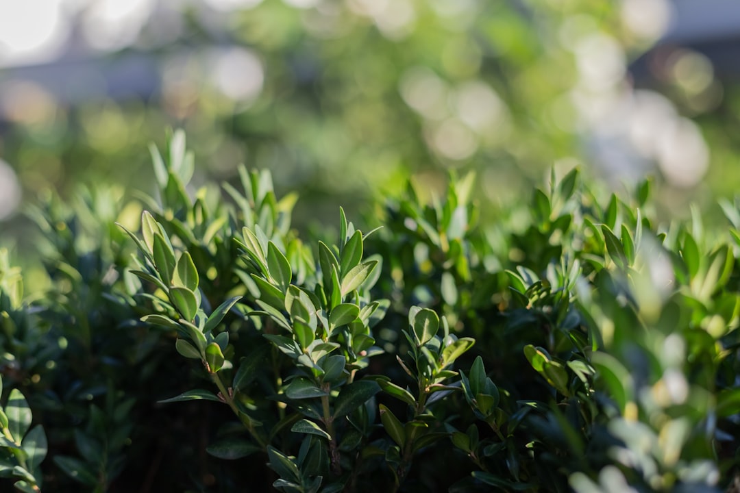 green plant in tilt shift lens