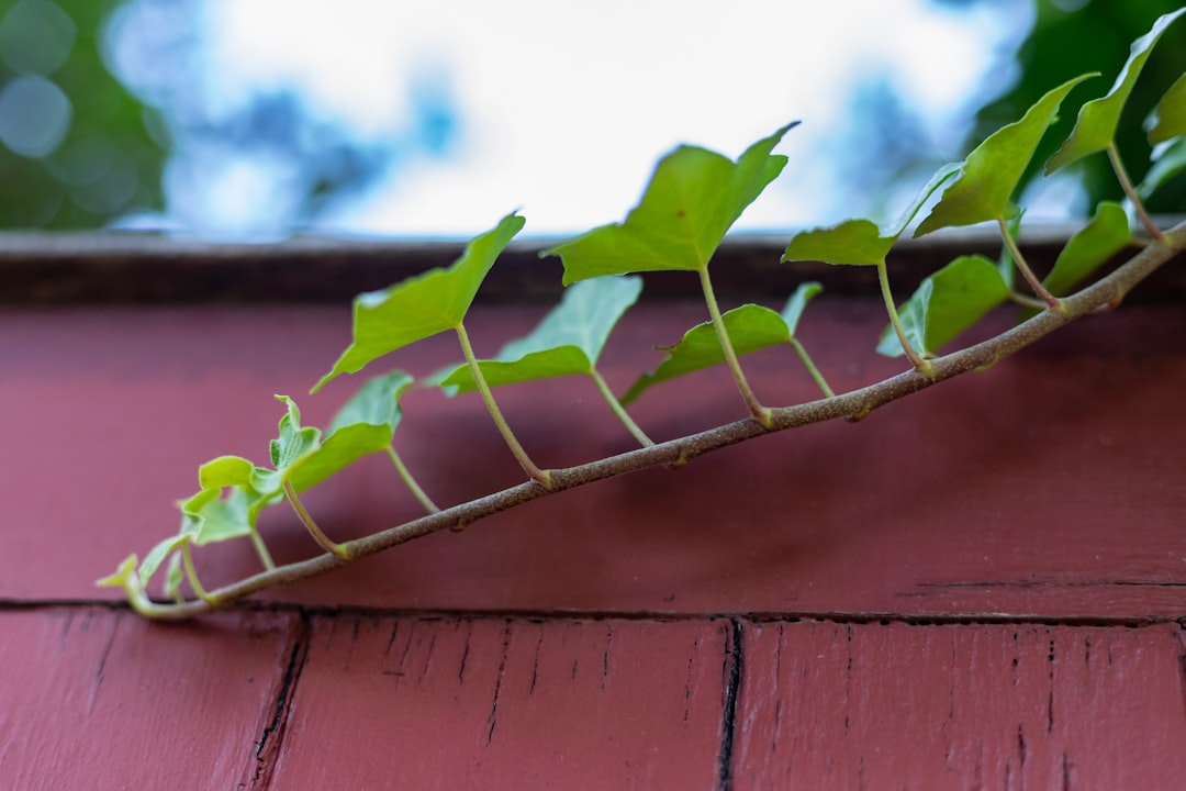 green leaves on brown wooden fence during daytime