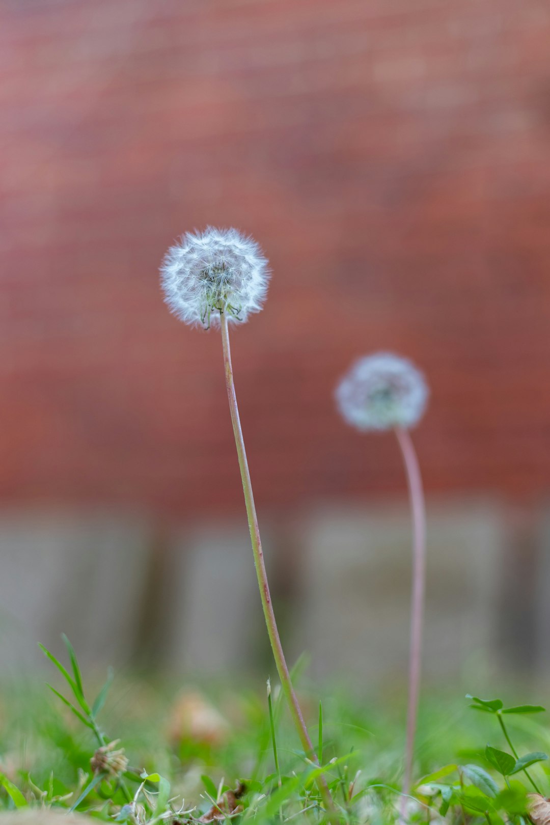 white dandelion in close up photography