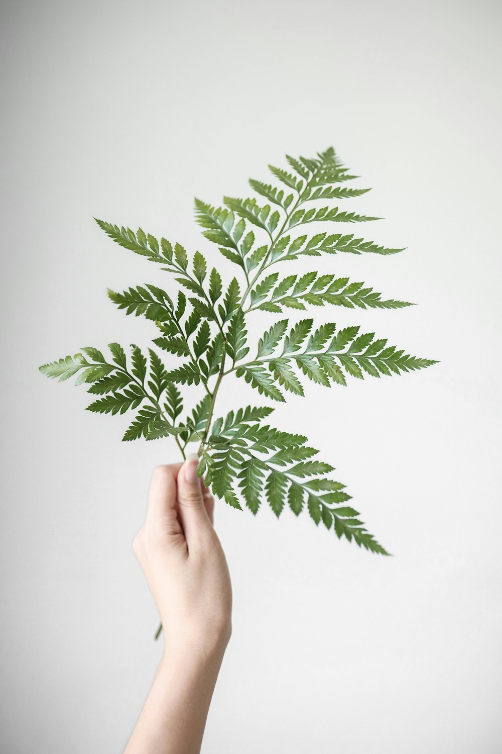 Persona sosteniendo una planta de hoja verde