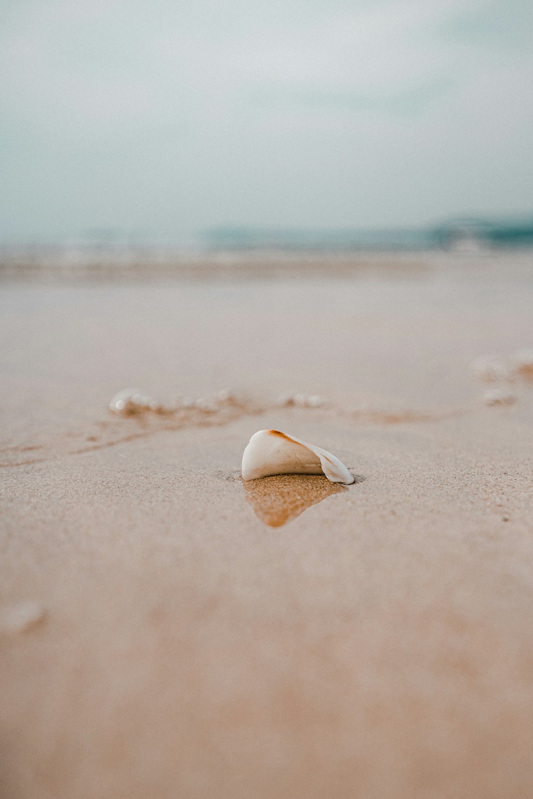 white seashell on brown sand during daytime