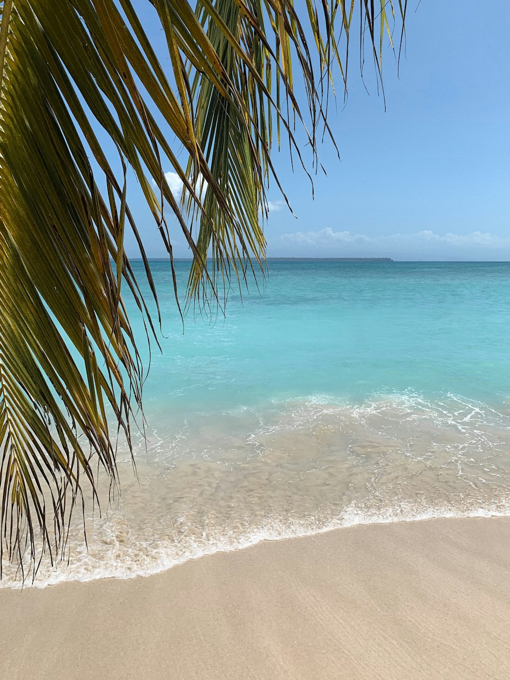 green palm tree near sea during daytime