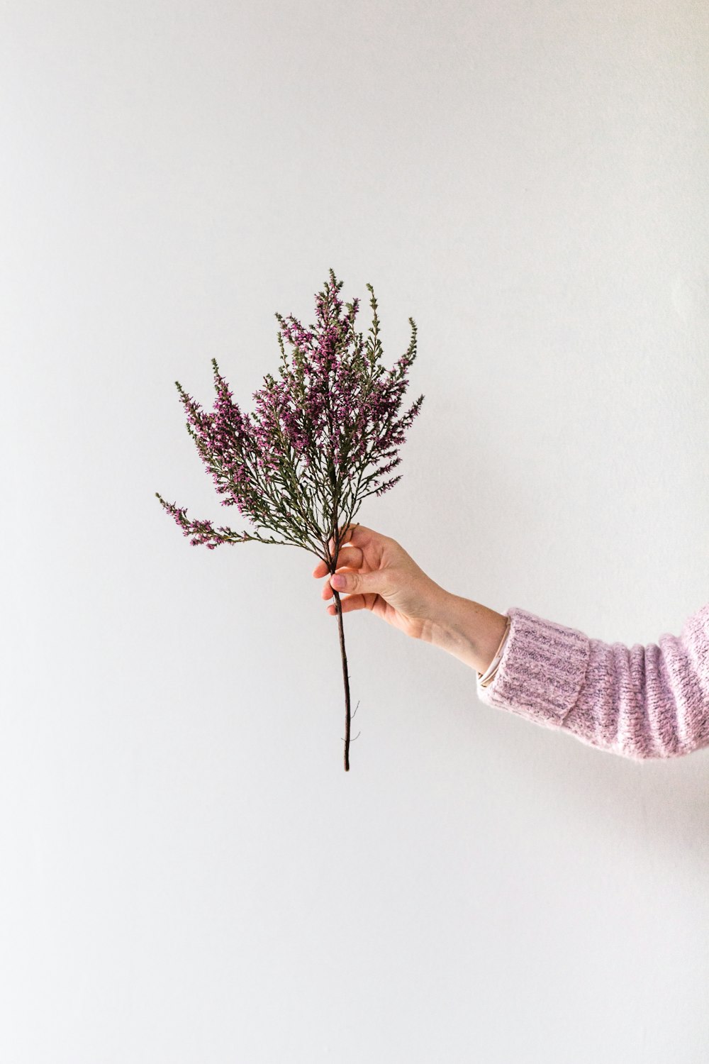 person holding brown plant in white painted room