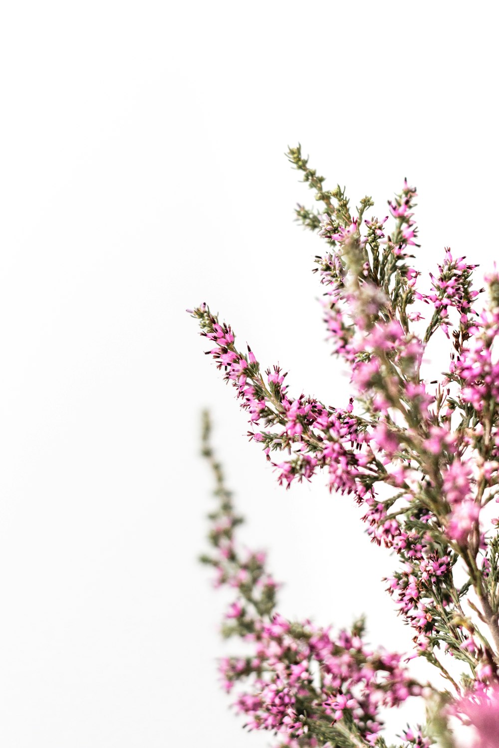 purple flowers in white background