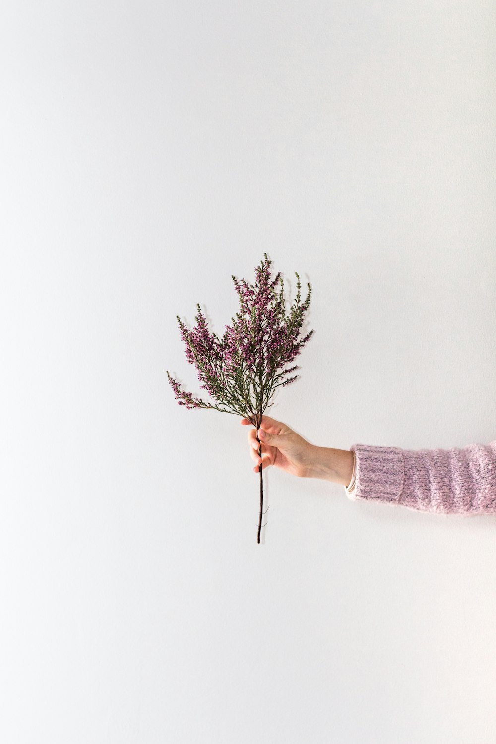 person holding red and green plant