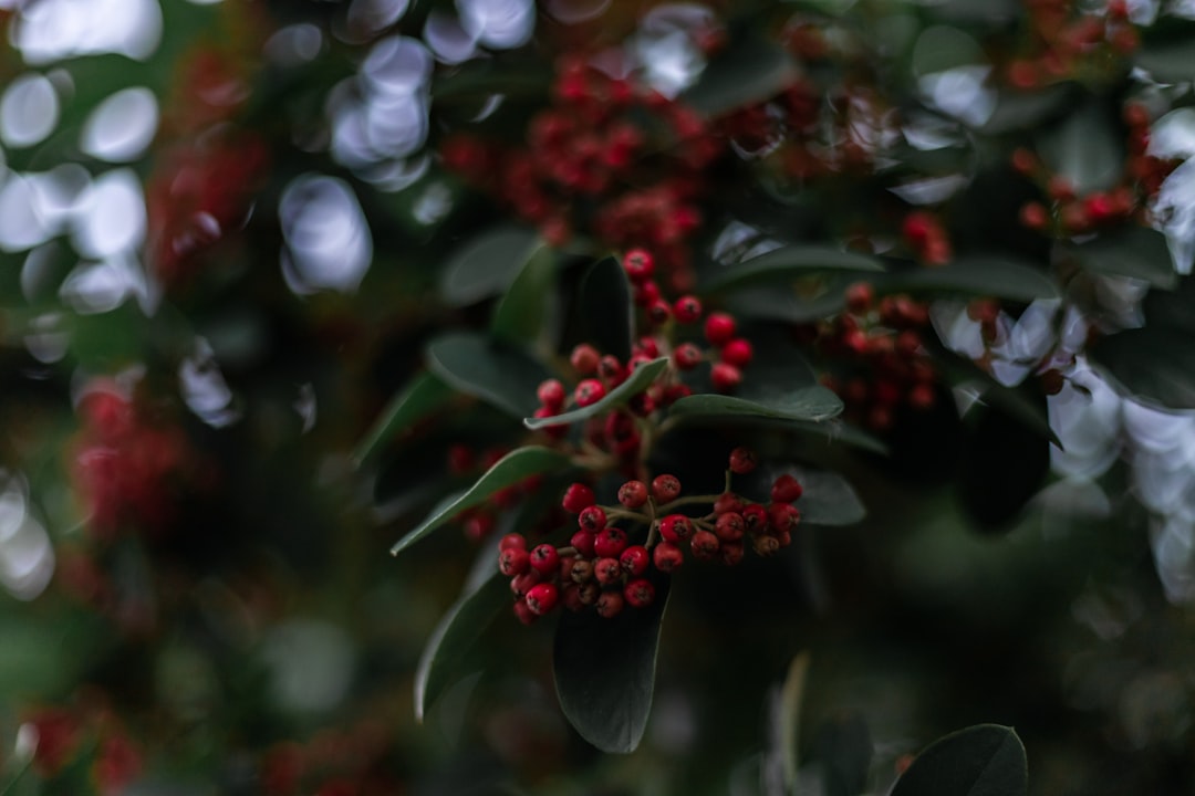 red round fruits in tilt shift lens