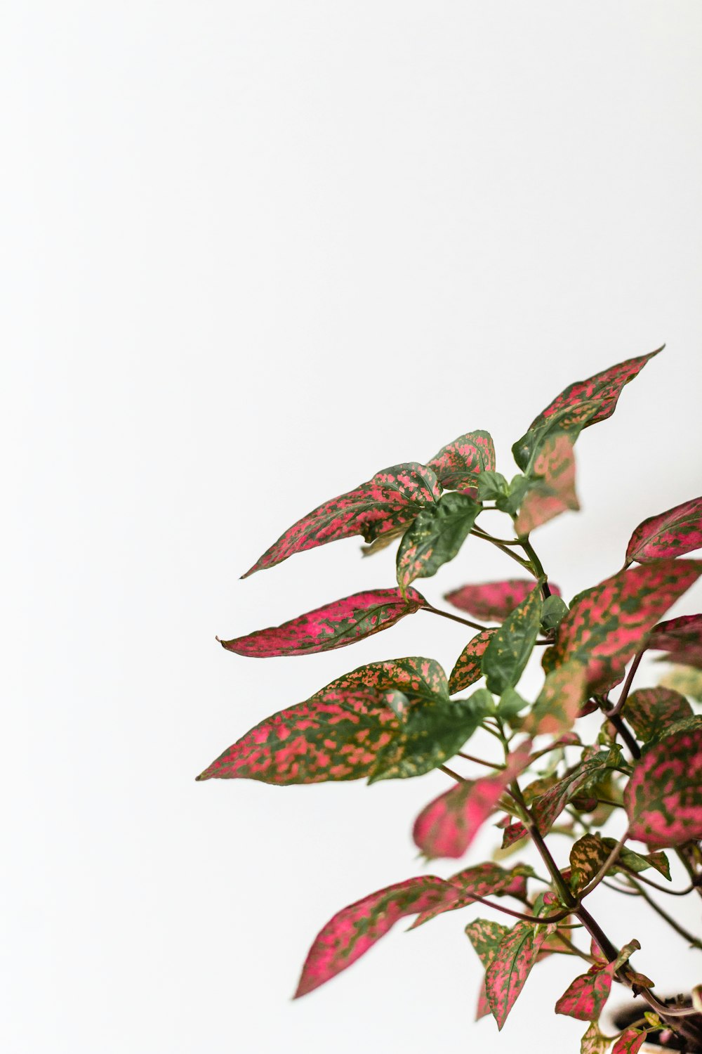 red and green leaves on white background