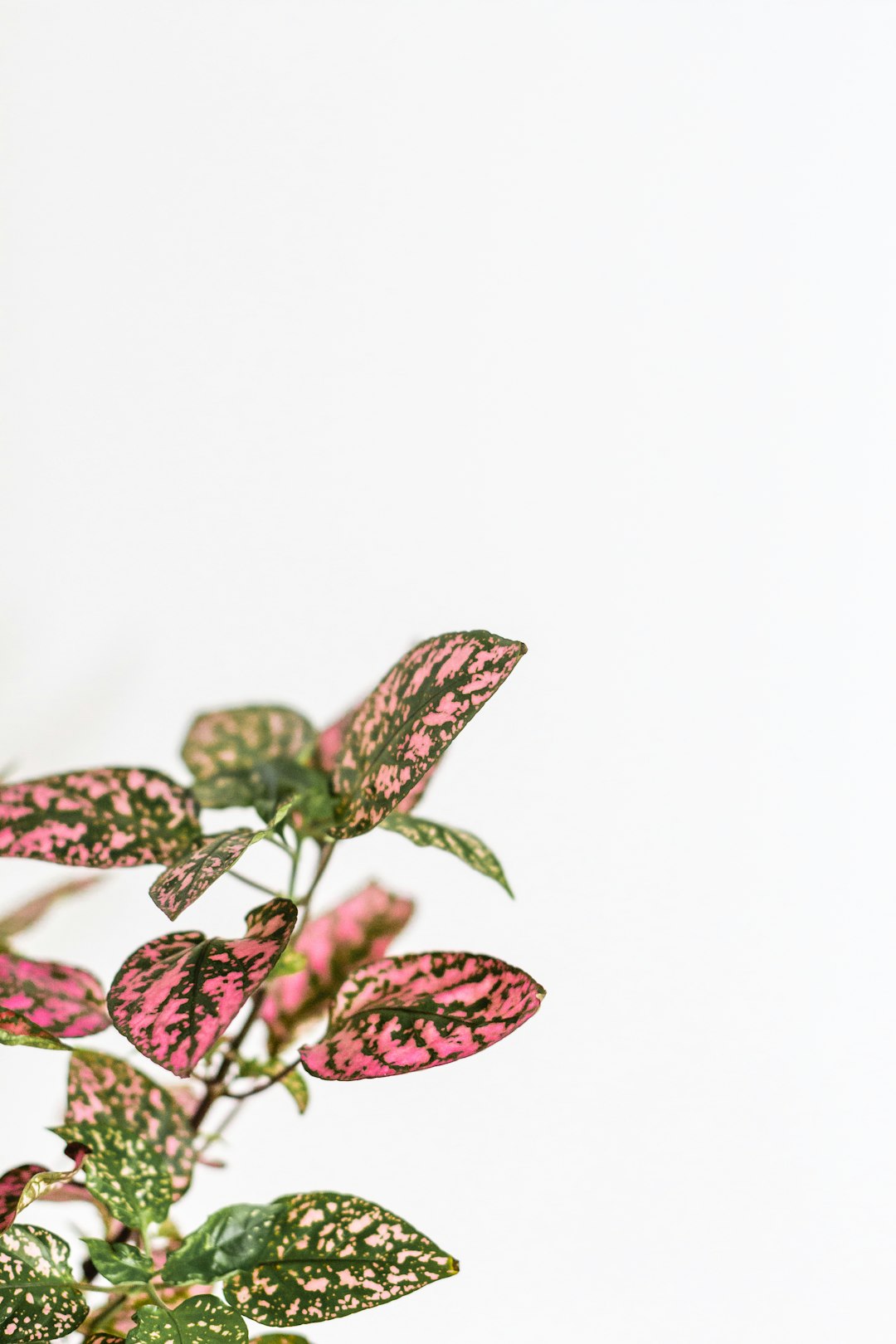 red and black butterfly on white background