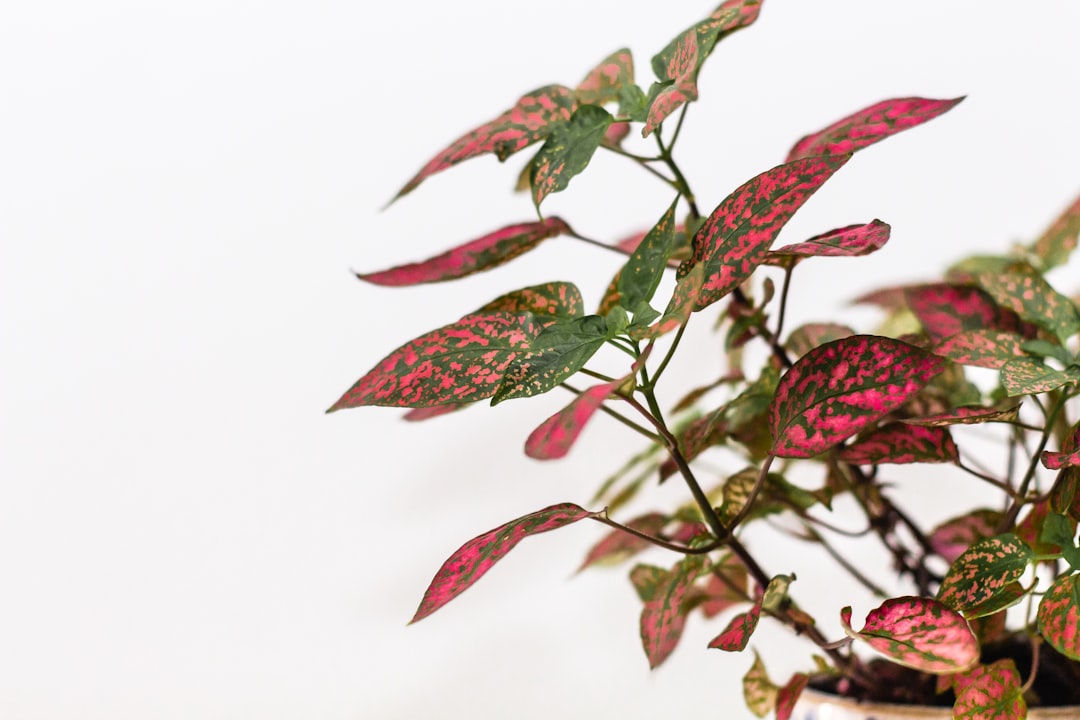 red and green leaves on white background