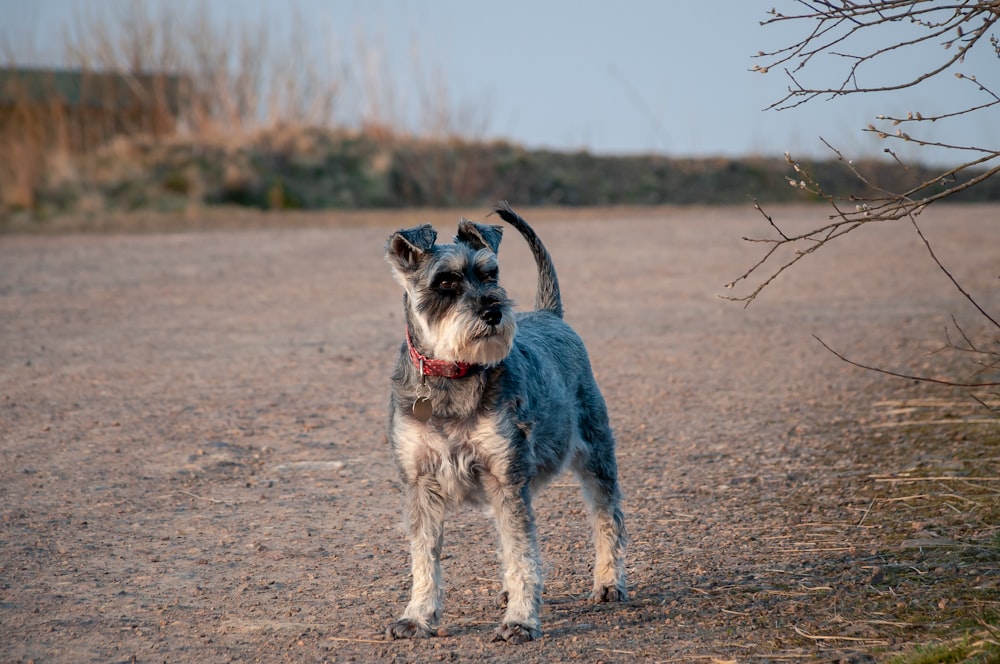 black and white short coated small dog running on brown field during daytime