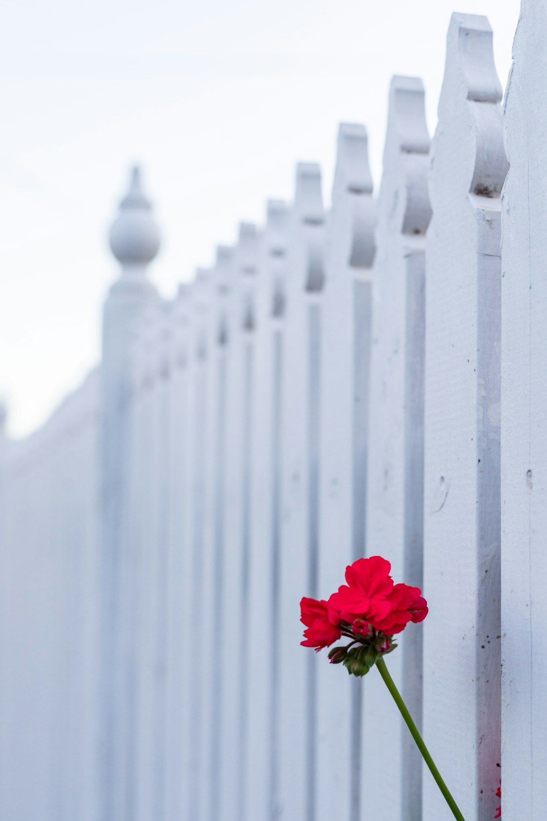 red rose on white wooden fence