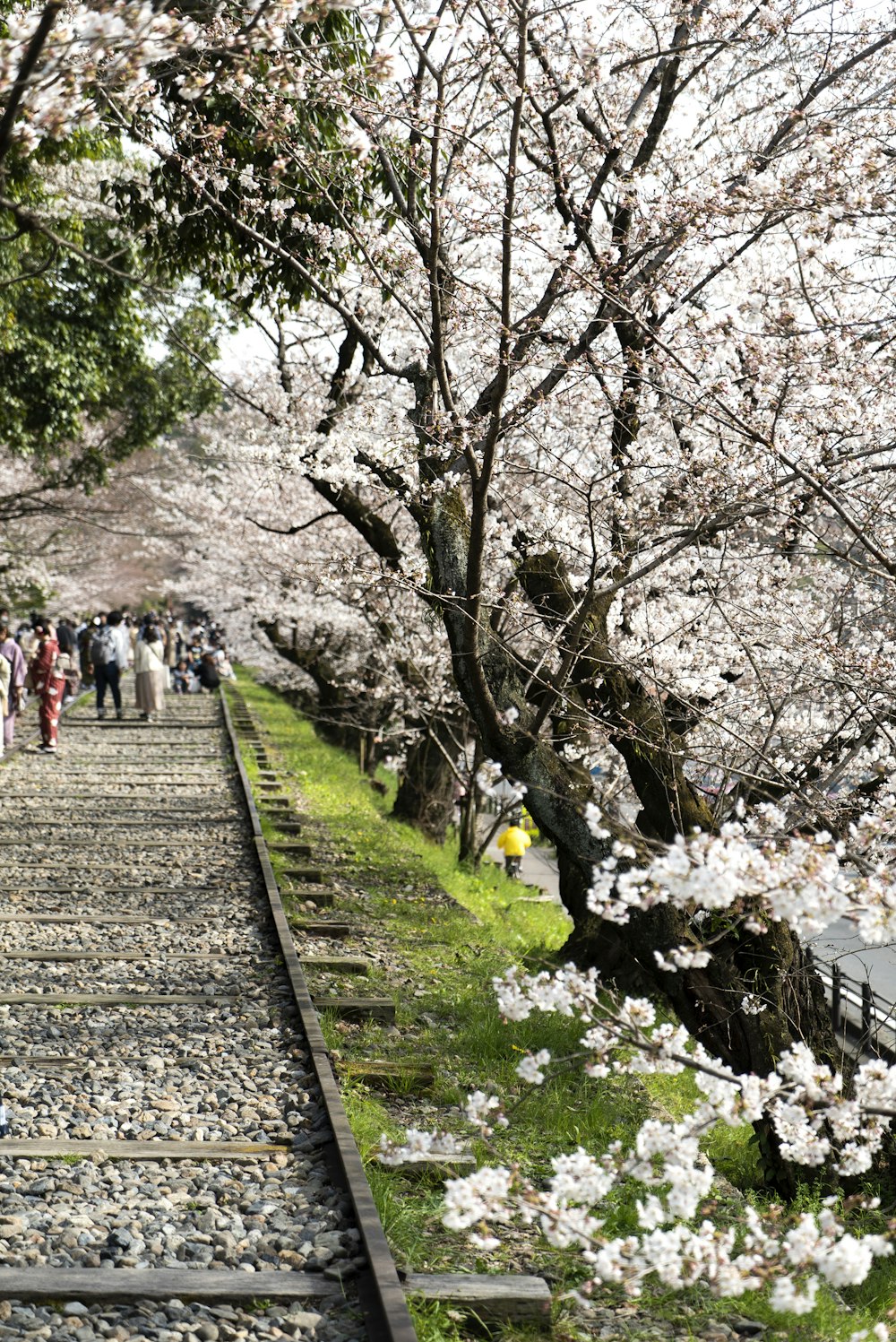 people walking on pathway between trees during daytime