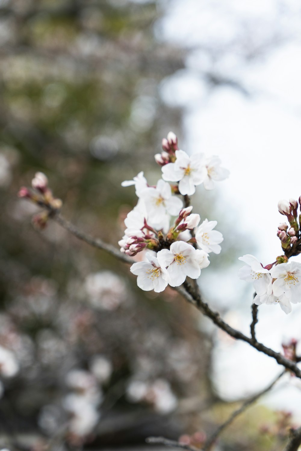 white cherry blossom in close up photography