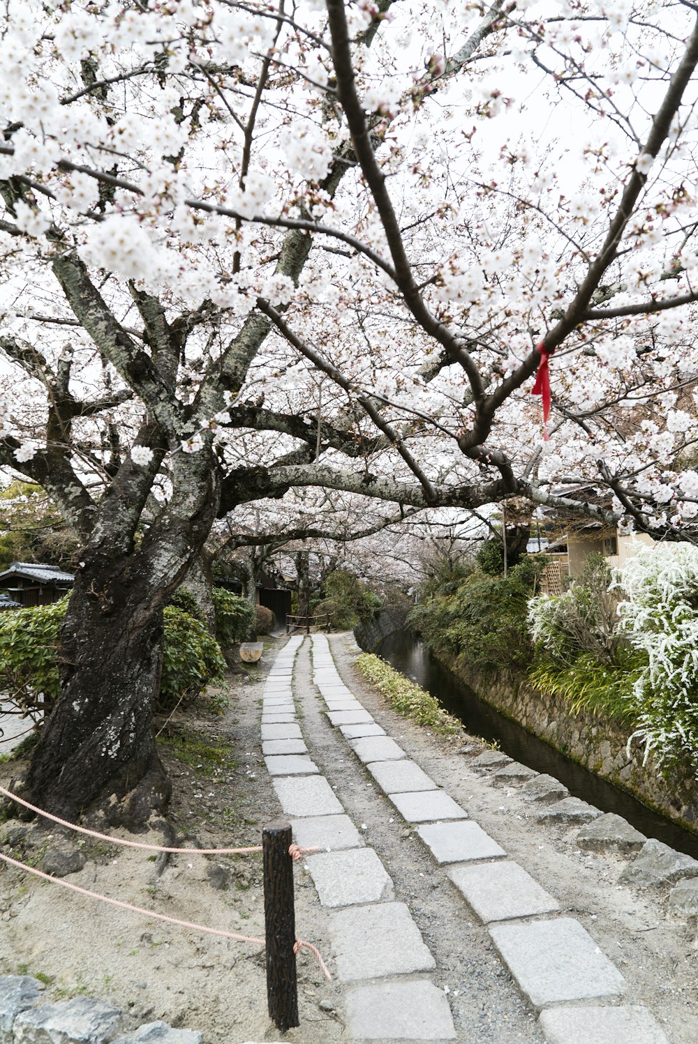 white cherry blossom tree beside gray concrete pathway
