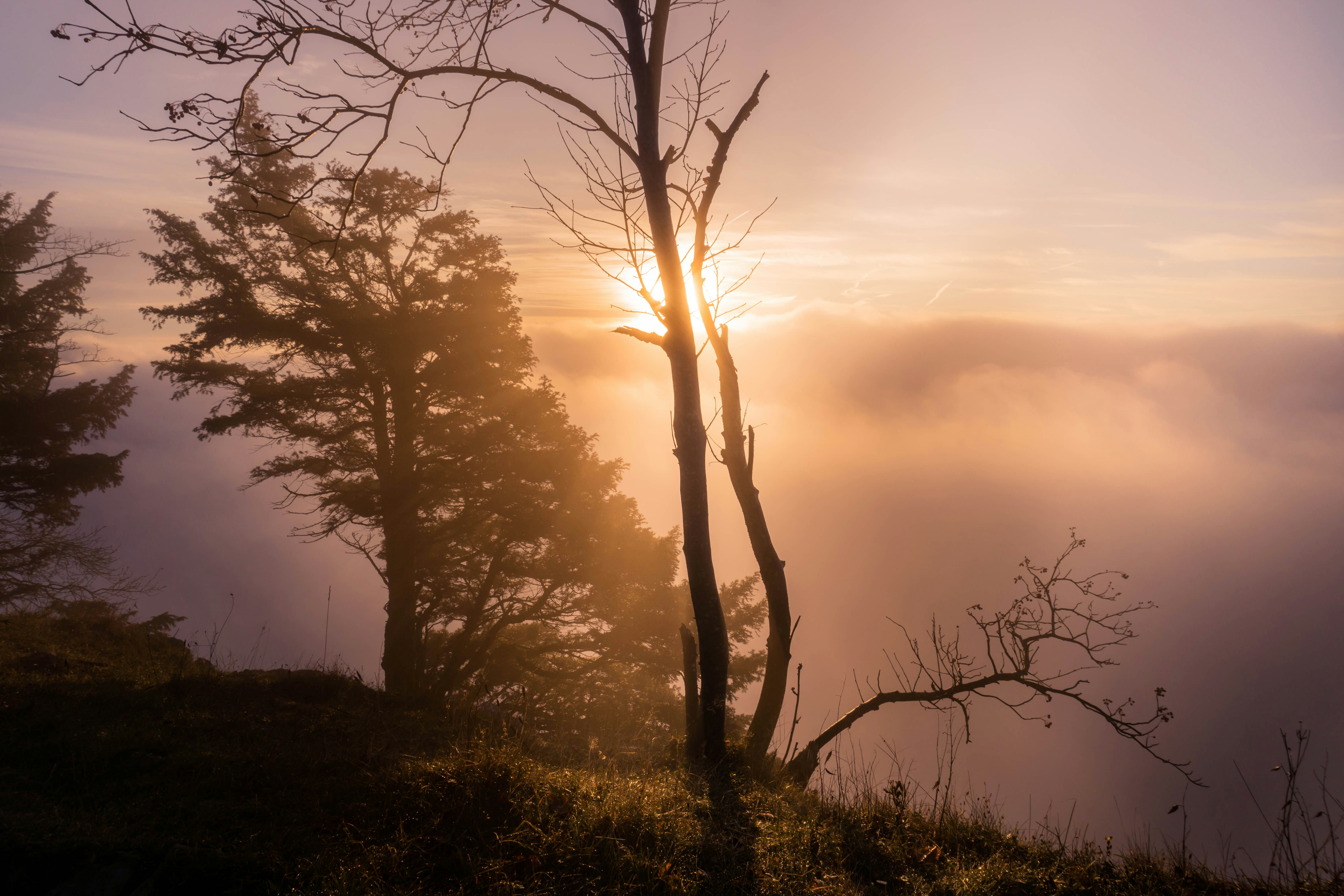 Blattloser Baum auf grünem Grasfeld bei Sonnenuntergang