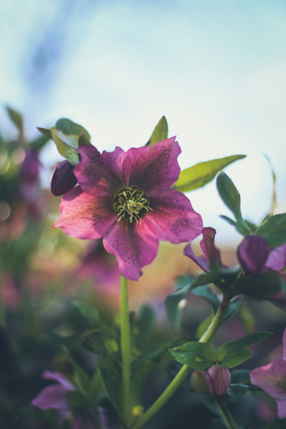 pink flower in tilt shift lens