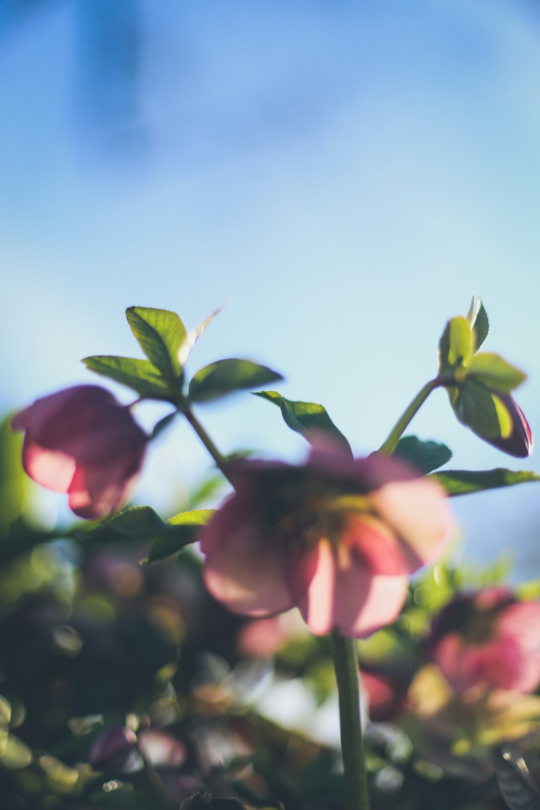 pink and white flower under blue sky during daytime