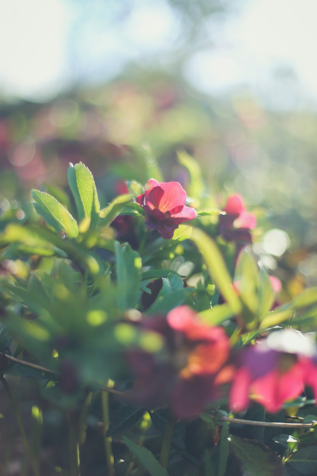 red flower in tilt shift lens