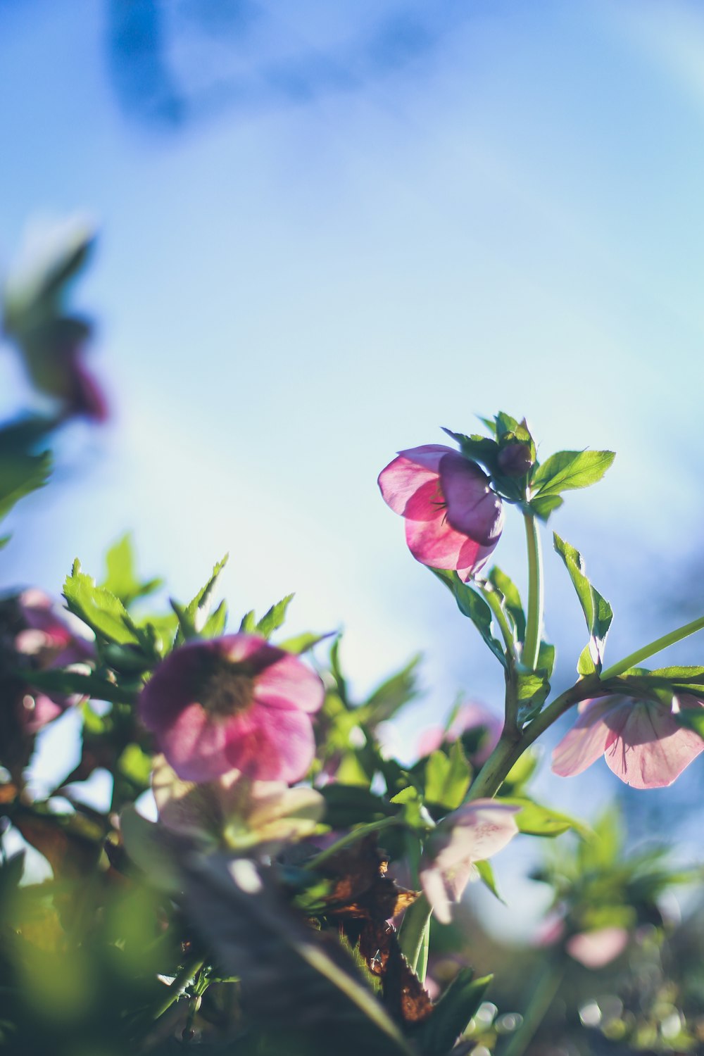 pink flower in tilt shift lens