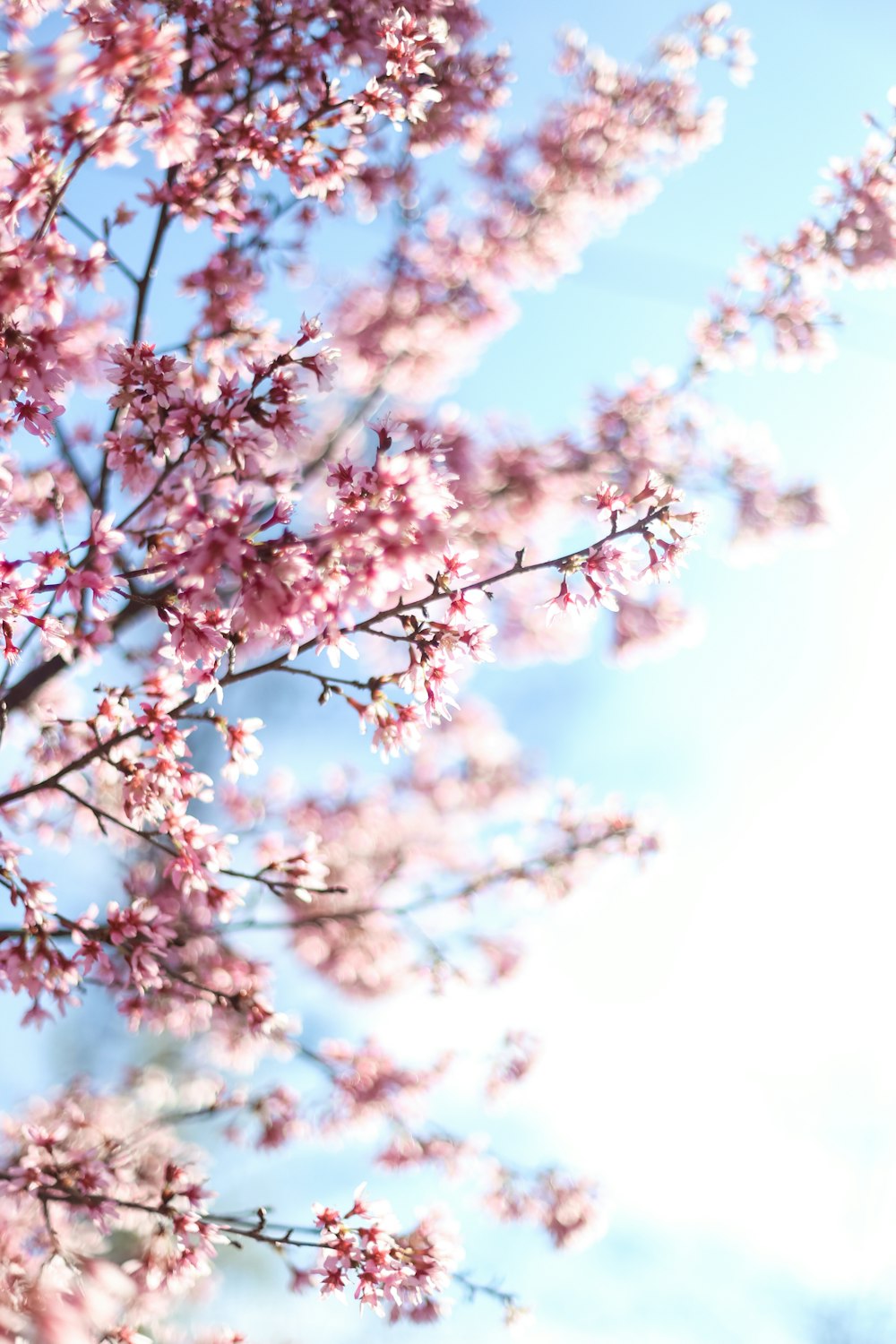 white and pink cherry blossom under blue sky during daytime