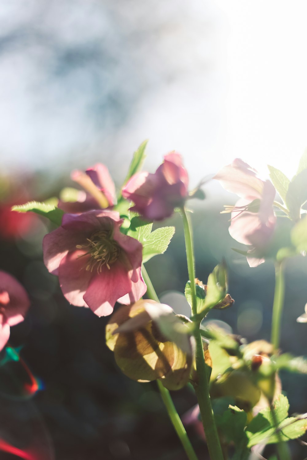 pink and white flower in tilt shift lens